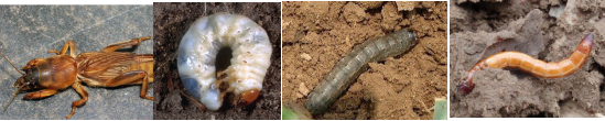 园林植物地下害虫防治技术
