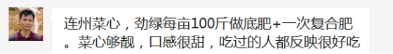 连州菜心