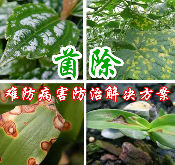 蔬菜种植技术