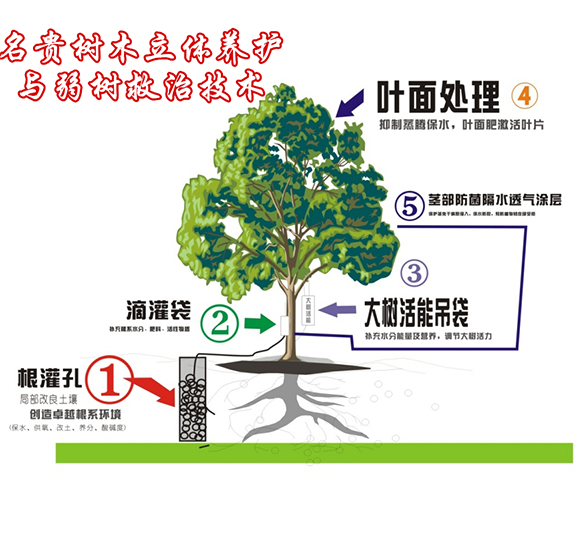 名贵树木立体养护与弱树救治技术