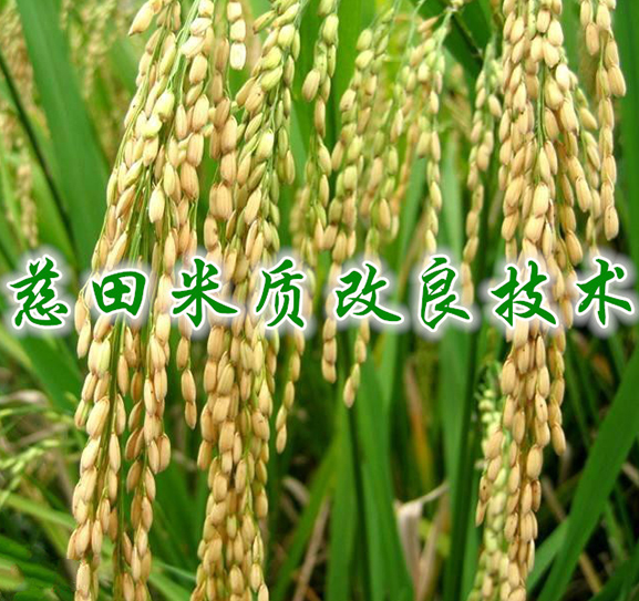 慈田米质改良技术