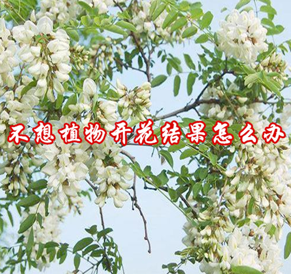 不想植物开花结果怎么办