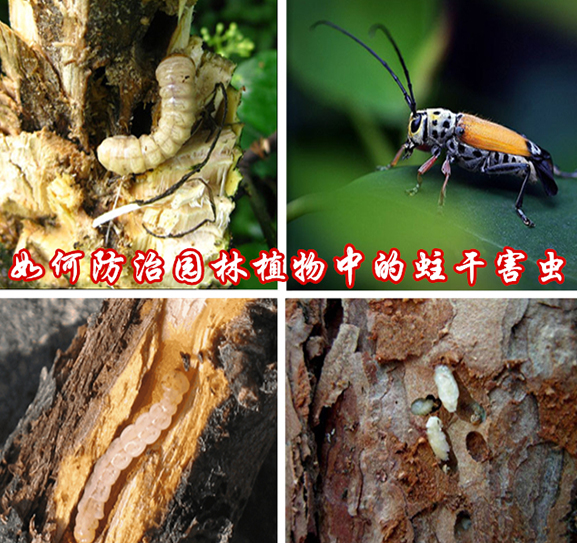 如何防治园林植物中的蛀干害虫？