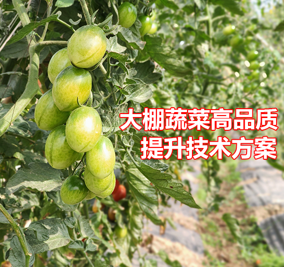 大棚蔬菜品质提升技术方案