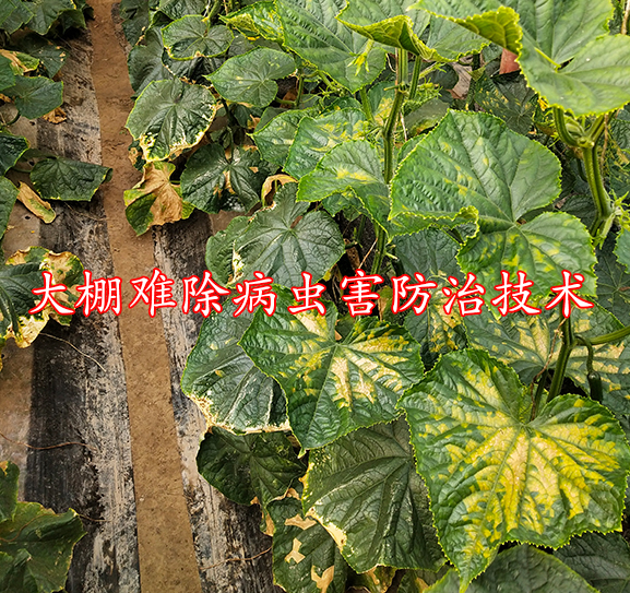 大棚难除病虫害防治技术