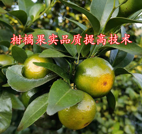 柑橘果实品质提高技术