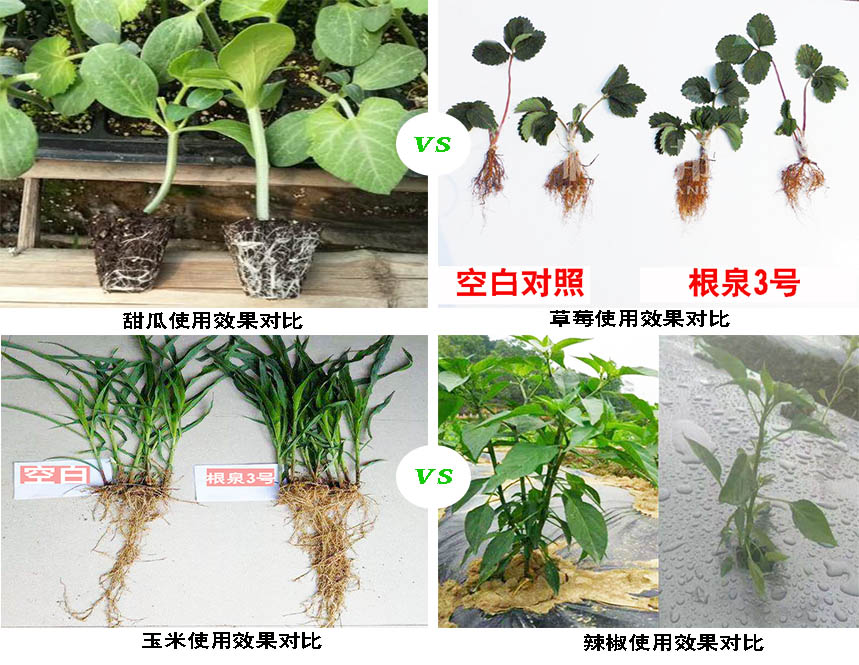 根泉3号水溶肥