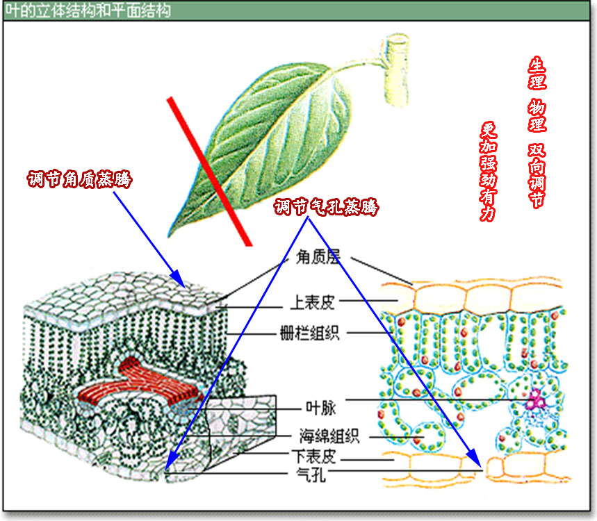 抗蒸腾抑制剂原理