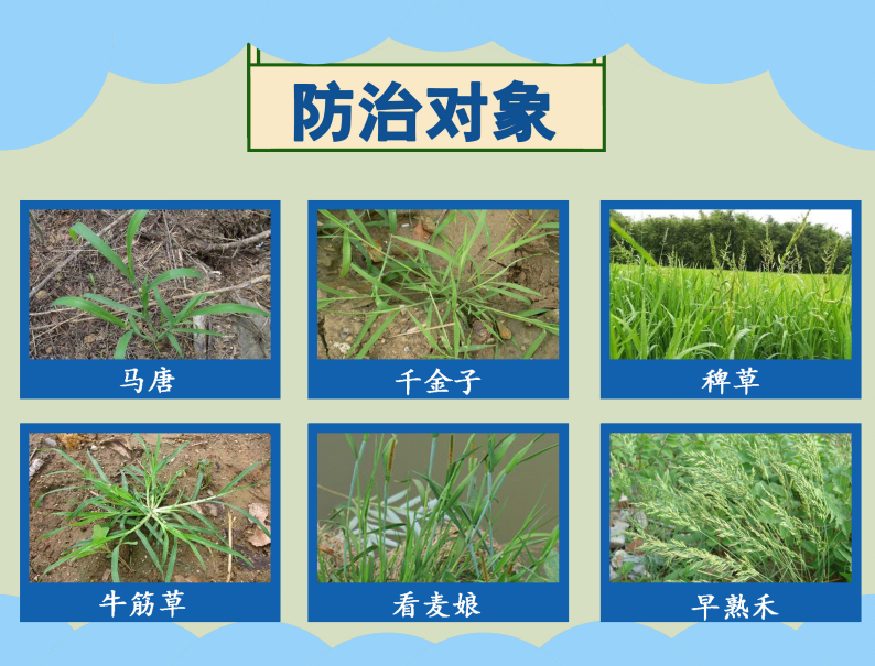 稻田杂草