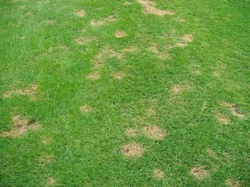 草坪除杂草