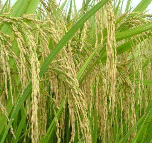 水稻重金属阻隔技术